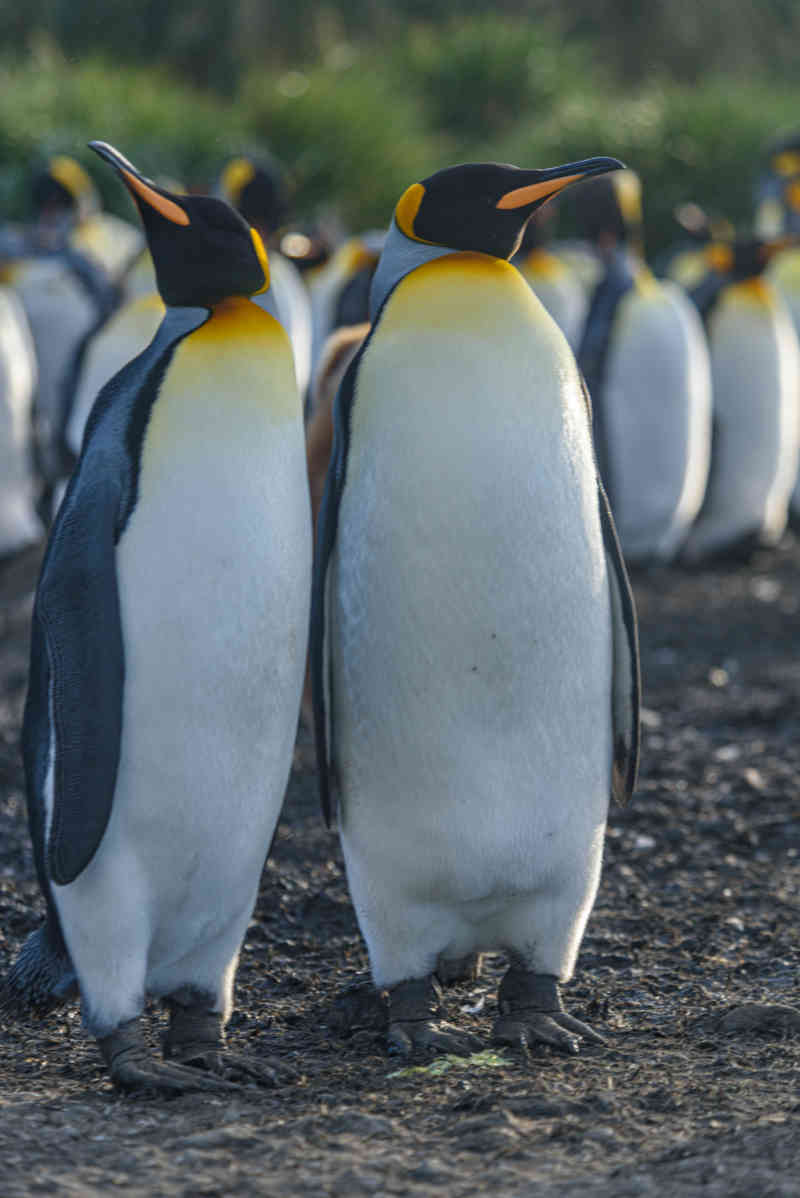 Pingüino Rey - islas Georgias del Sur 075.jpg